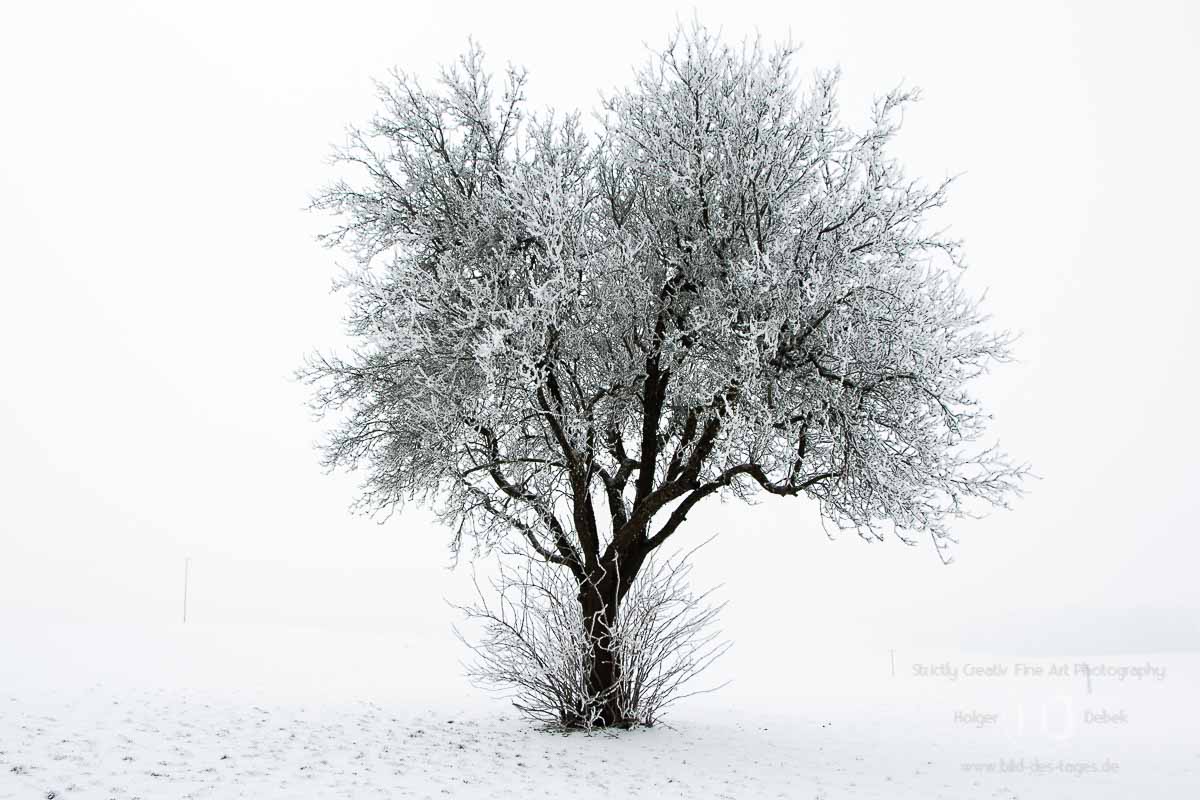 Baum im Schnee