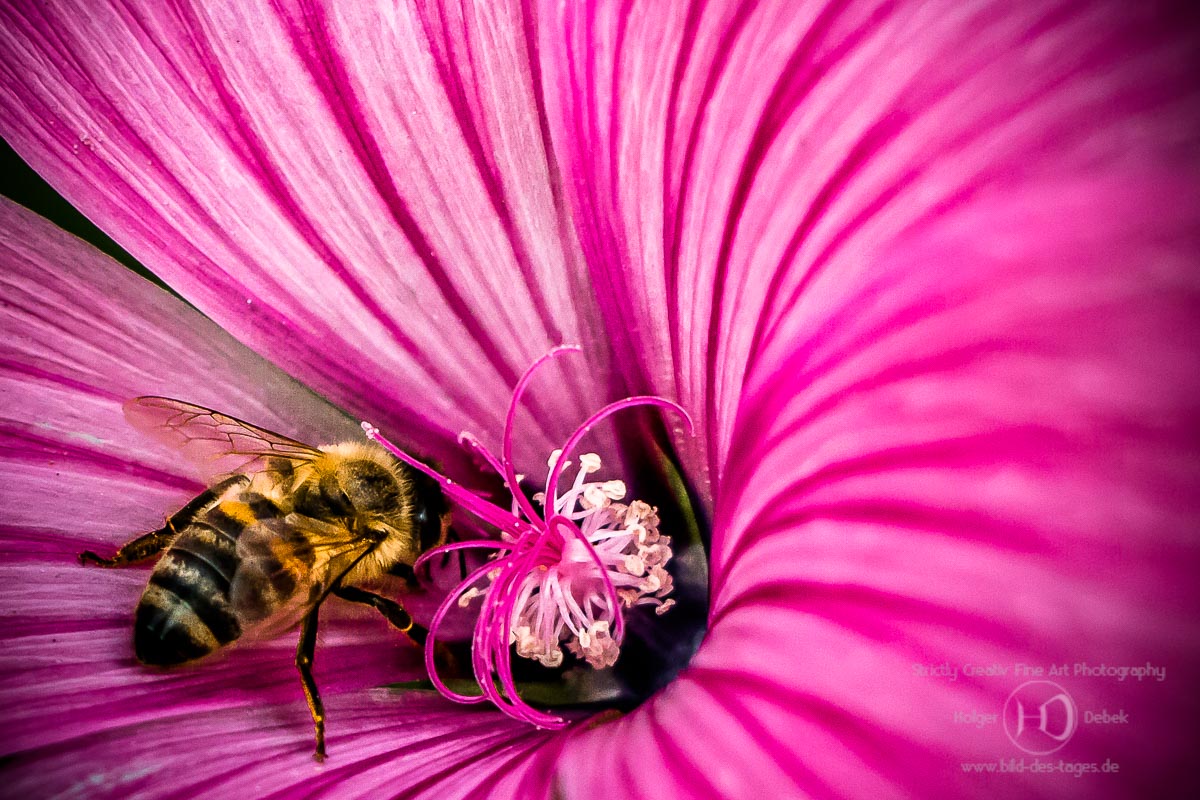 Biene auf Malve