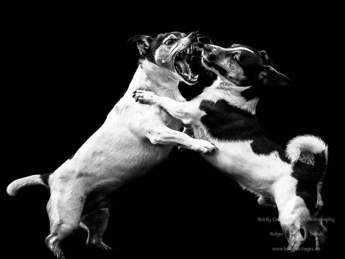 Jack Russell Terrier