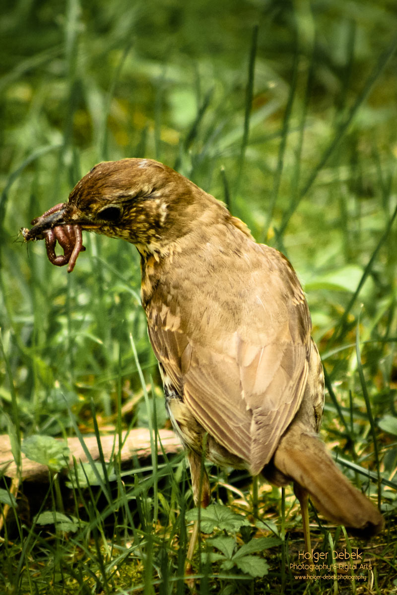 Der frühe Vogel fängt den Wurm
