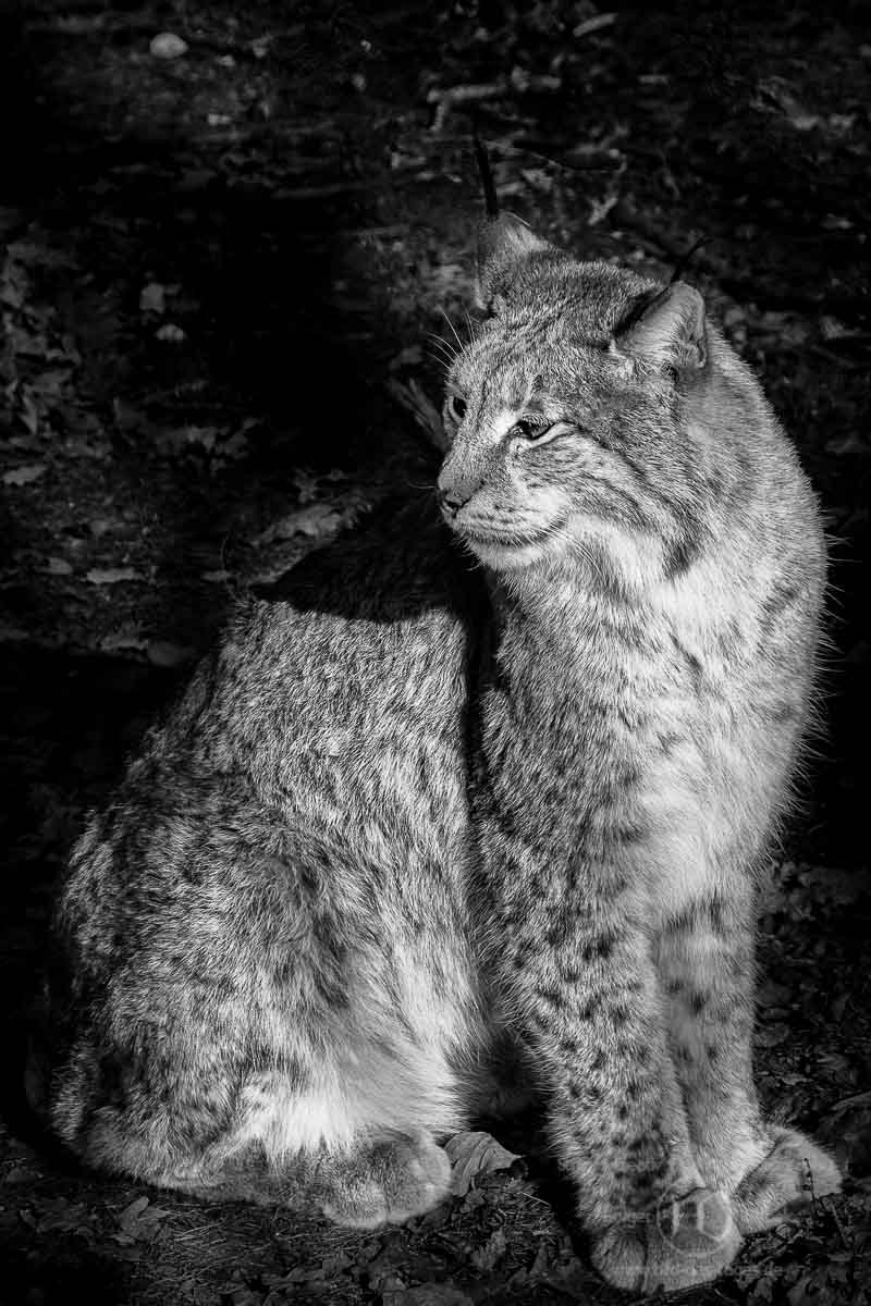 Luchs