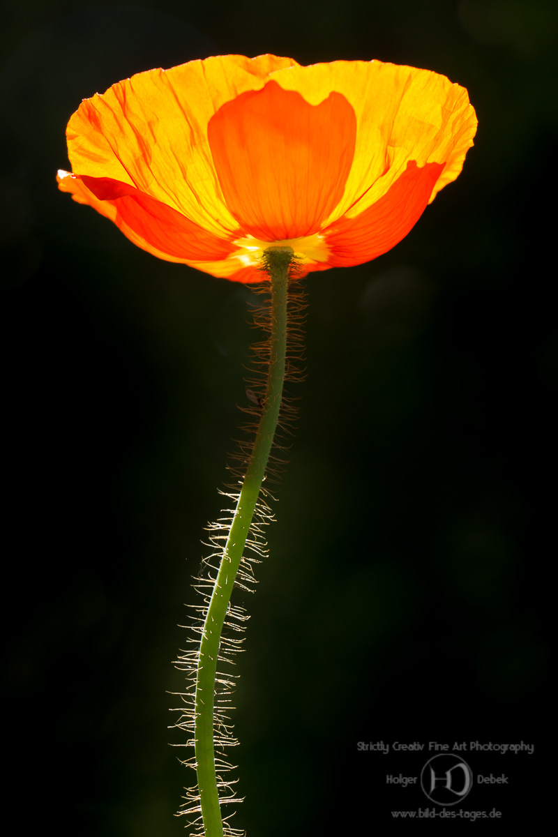 Poppy