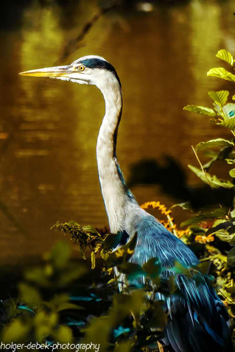 Reiher