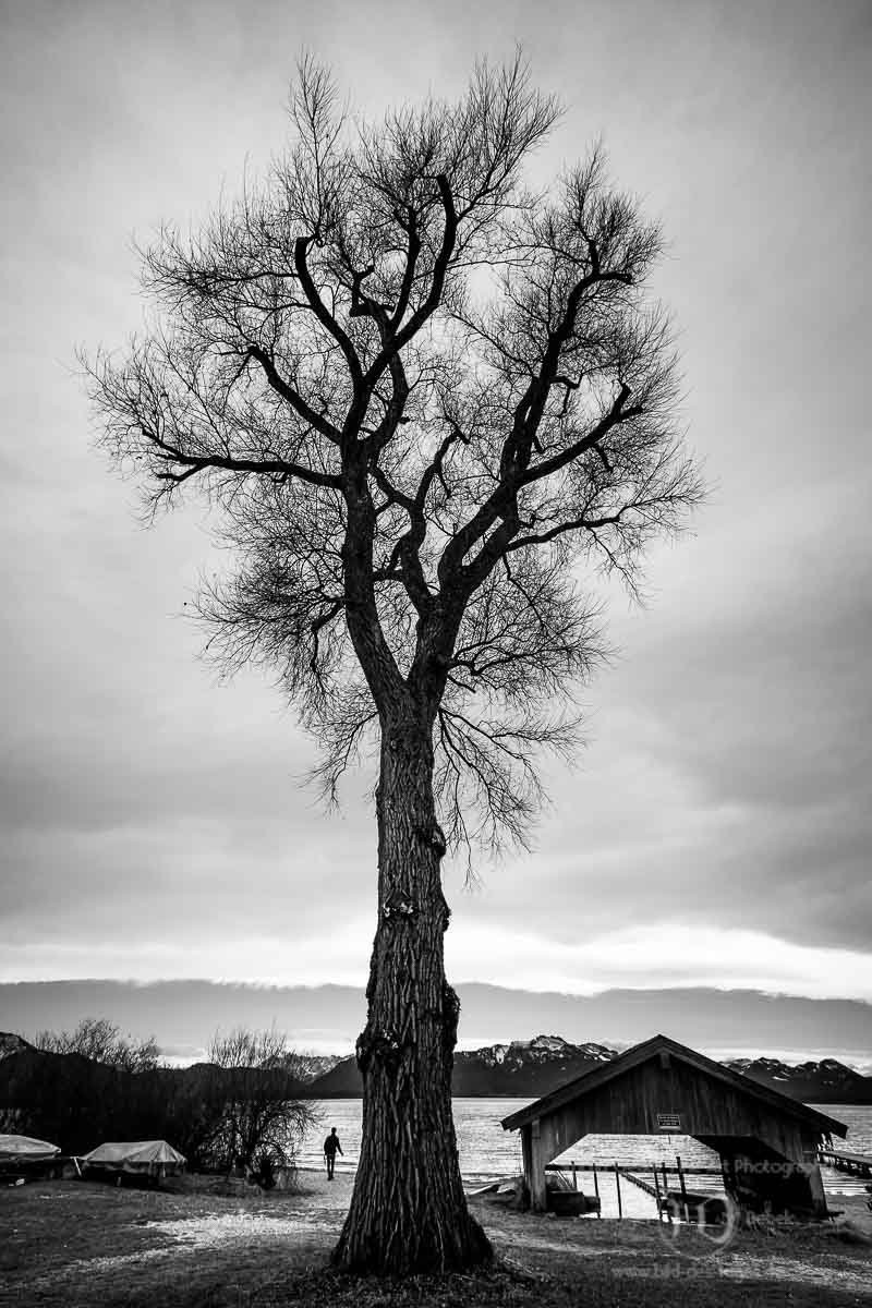 Baum am Chiemsee