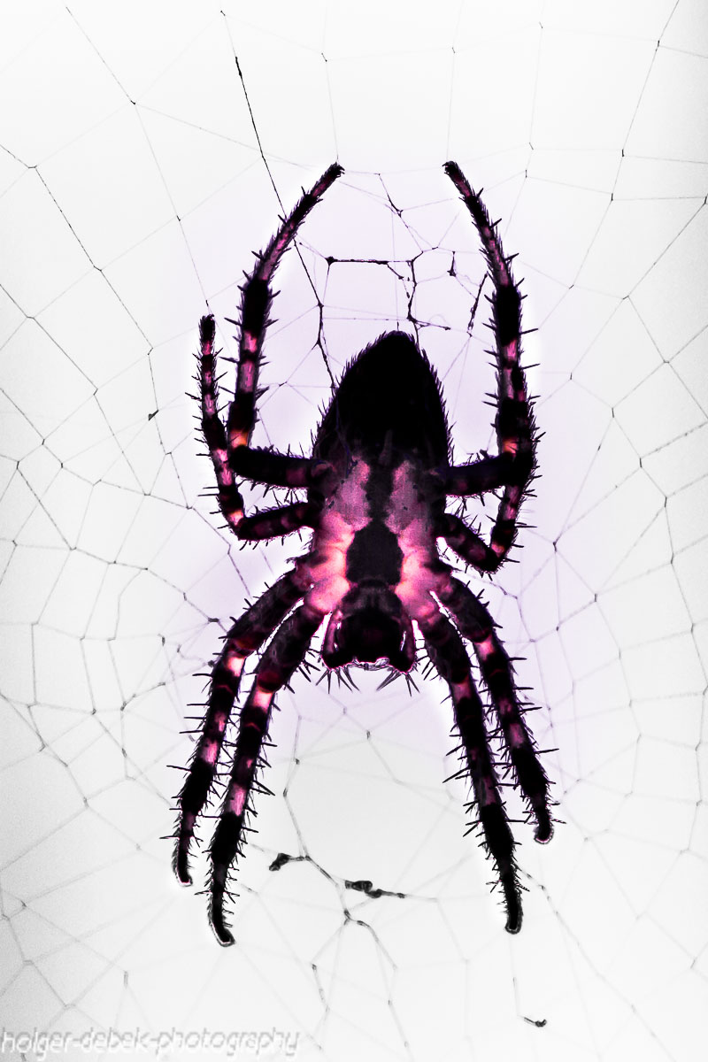 Spinne