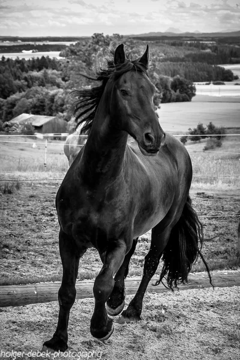Friese